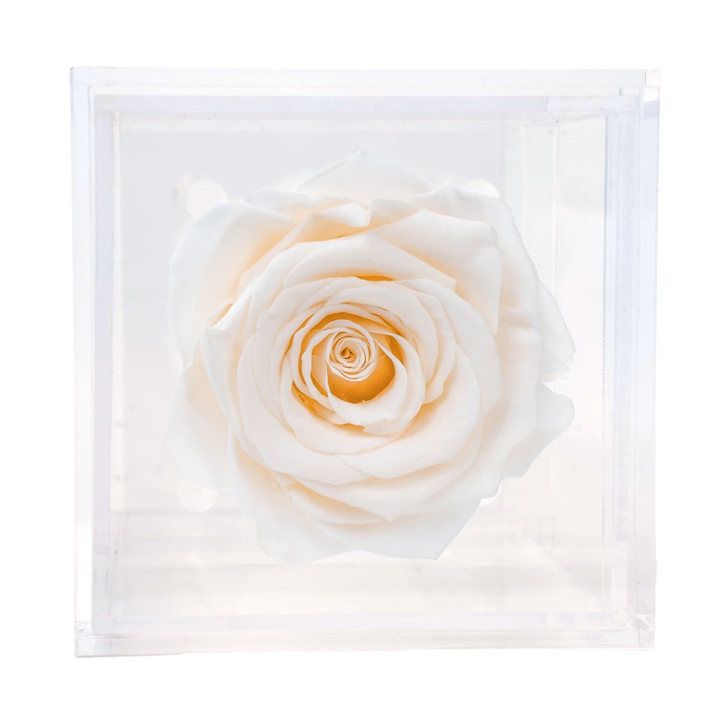 Box of 1 Beige preserved rose