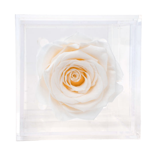 Box of 1 Beige preserved rose