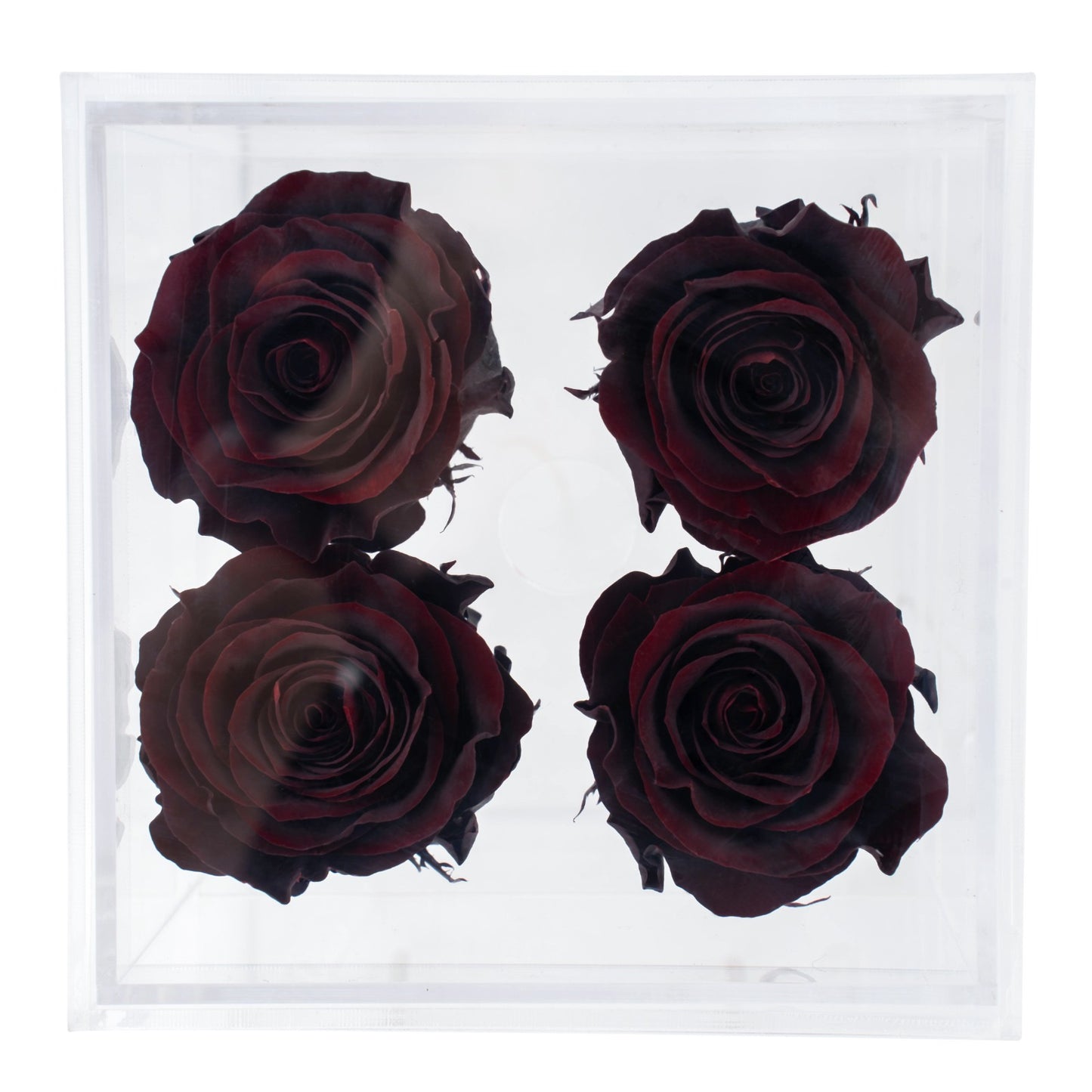 Box of 4 Redwine preserved roses