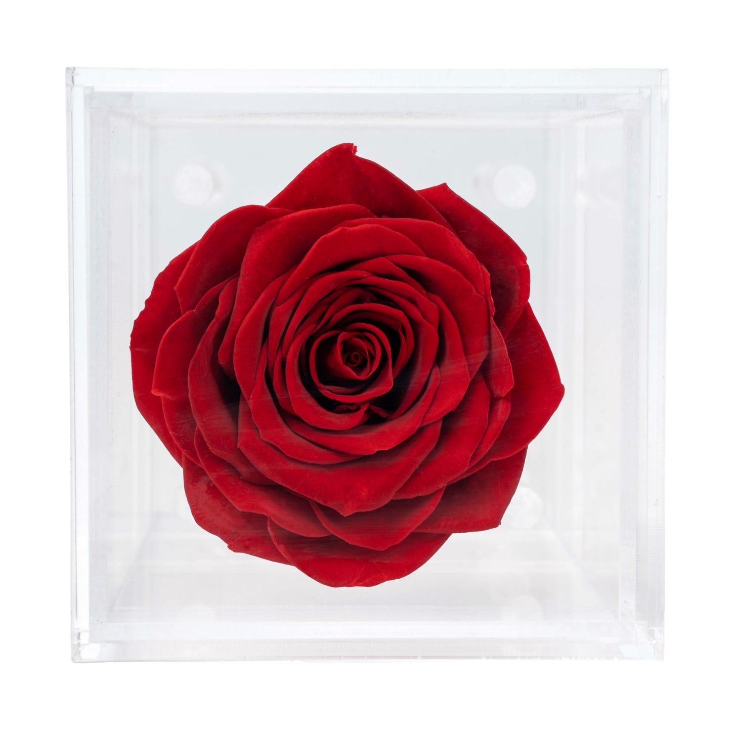 Box of 1 Red preserved rose