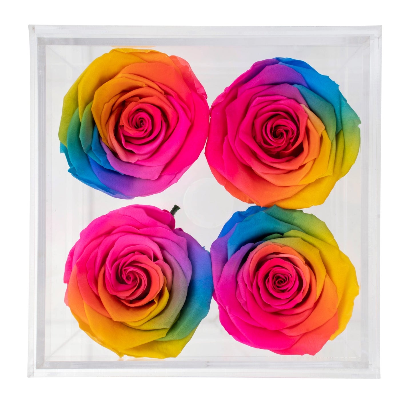 Box of 4 Rainbow preserved roses