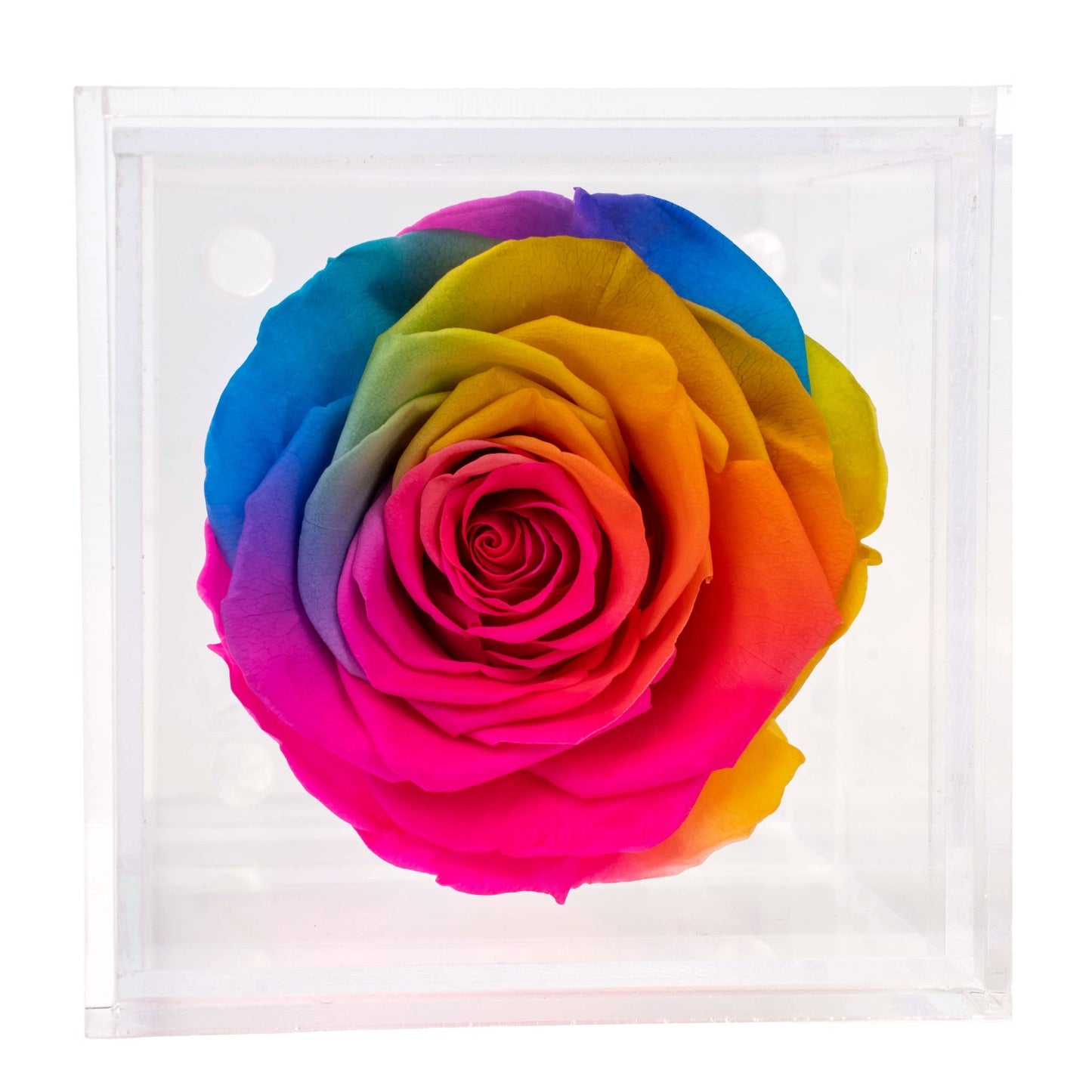 Box of 1 Rainbow preserved rose