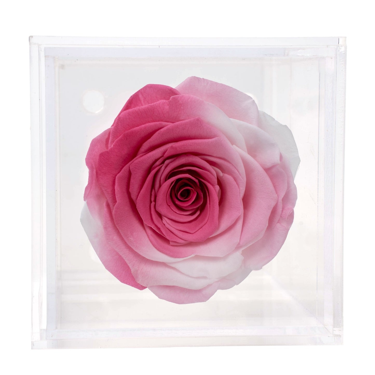 Box of 1 Rose pink preserved rose