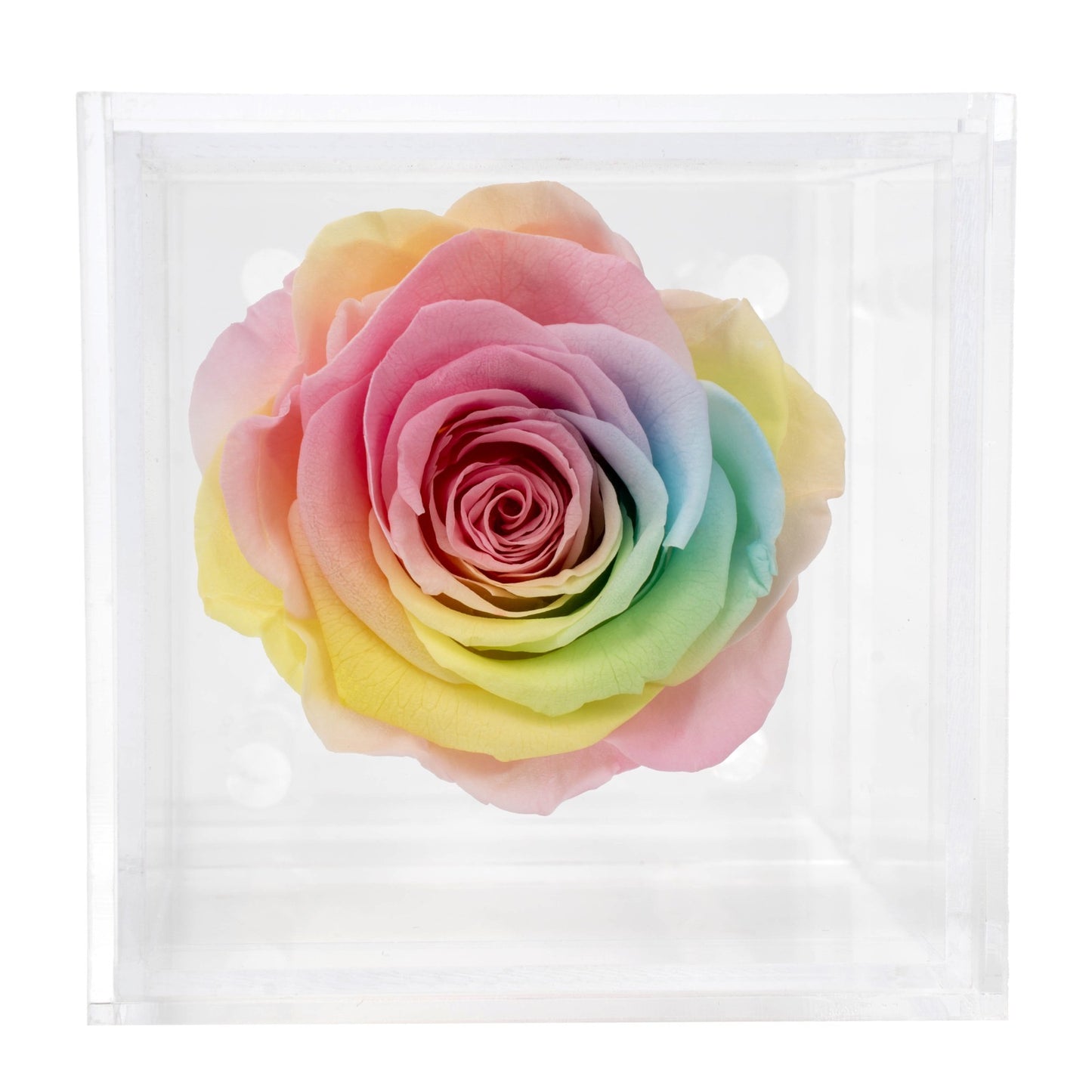 Box of 1 Pastel yellow preserved rose