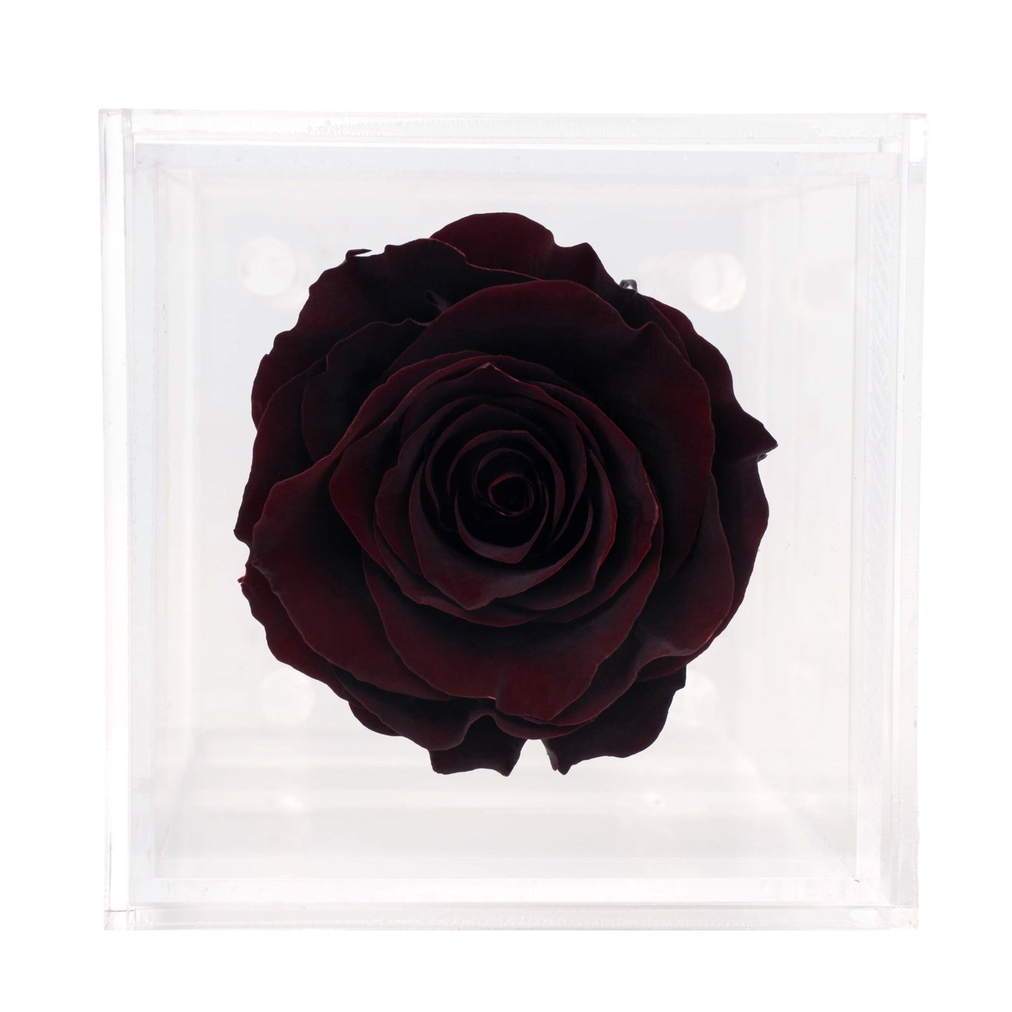 Box of 1 Redwine preserved rose